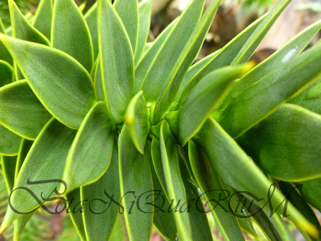 Botaniquarium - Araucaria araucana overlapping leaves