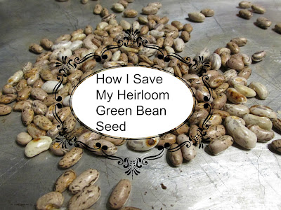 How I Save My Heirloom Green Bean Seed-Vickie's Kitchen and Garden