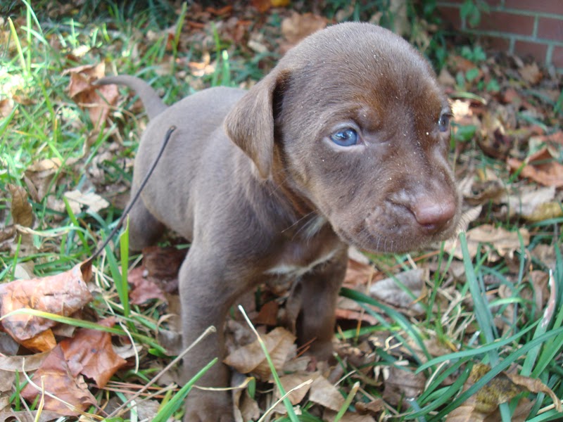 Raising Toot and Roxy Listed our puppies on craigslist