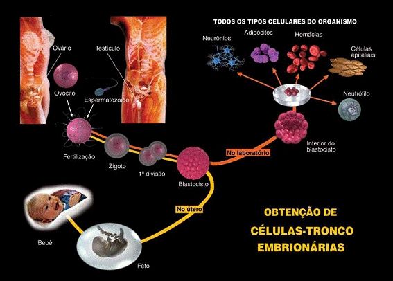 VIII OBB/2012- OLIMPÍADA BRASILEIRA DE BIOLOGIA: OBB/2012: CÉLULAS ...
