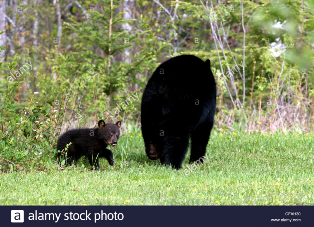 Newborn Black Bear All Wallpapers Desktop