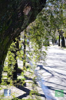 Paseo por el bajo de Beccar