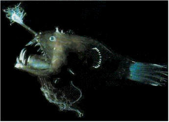 Peces Abisales  bioluminiscentes extraños raros 