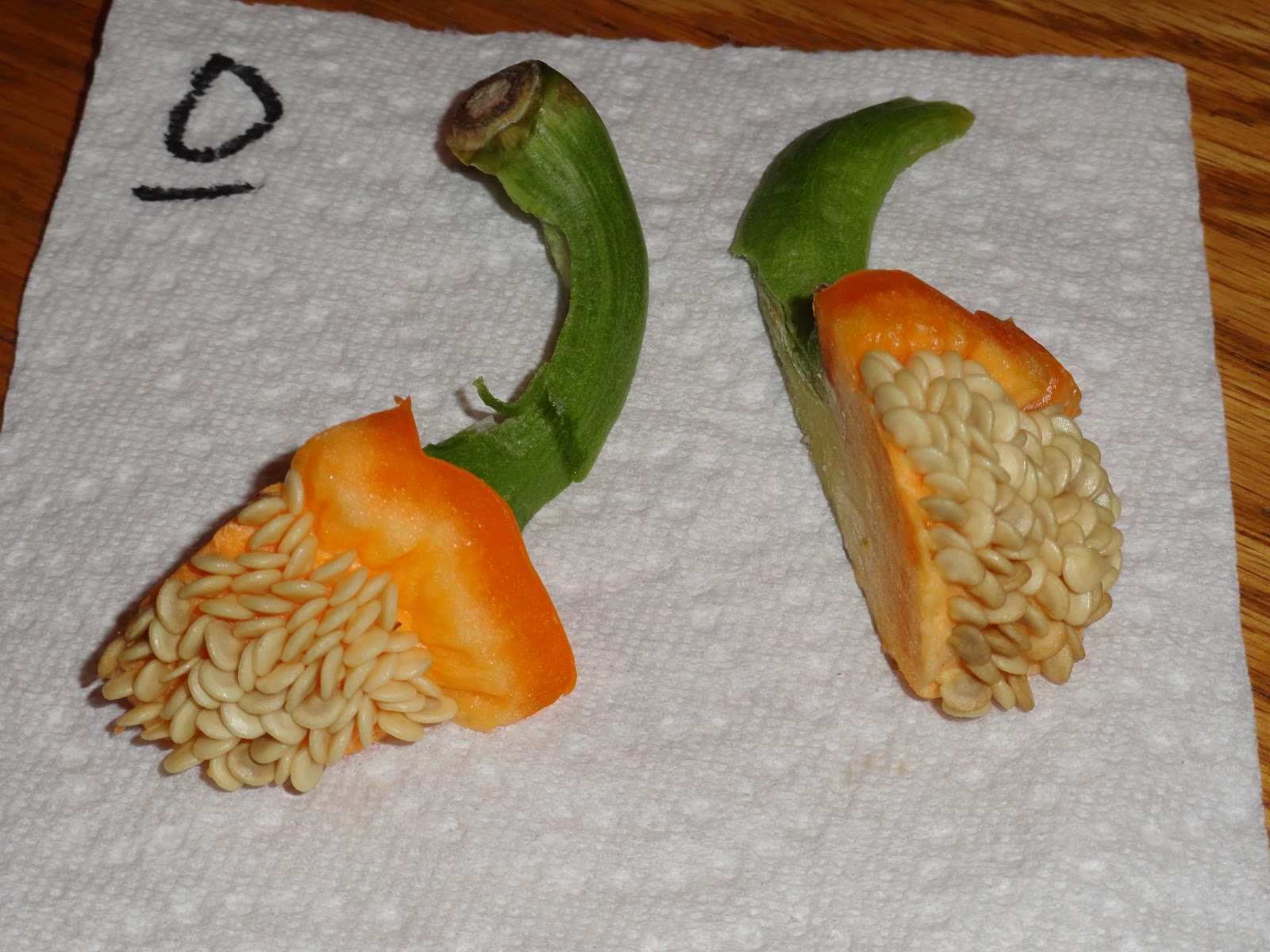 Baxter St. Gardener Saving Bell Pepper Seeds