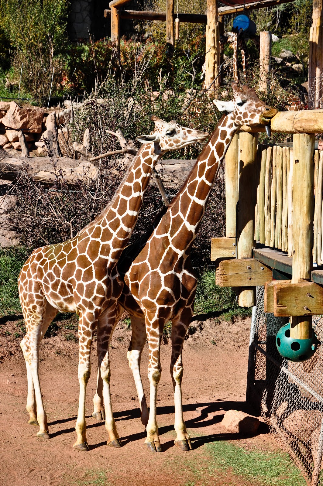 Megan Tyrka Photography Colorado Springs Zoo