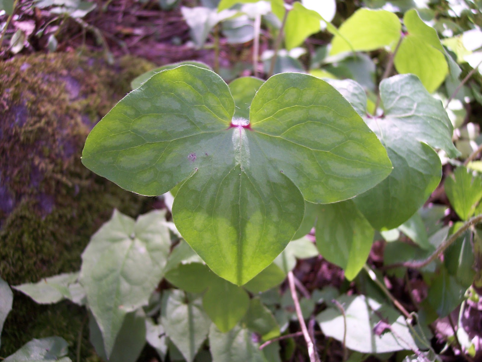 Greg Hoover: Hepatica and Hope (Part 5 of 5)