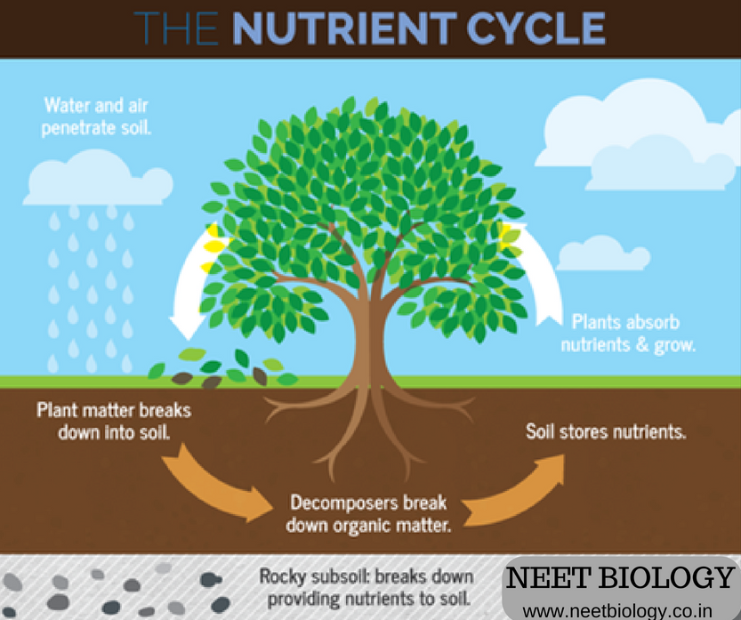 Plant cycle. Plants nutrients. Soil Organic matter. Nutrient Soil. Nutrient Cycle.
