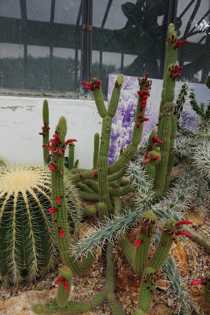 Jardin des Plantes - Serre des déserts et milieux arides