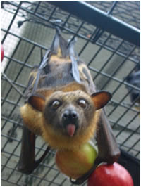 Amazing Animals Pictures: The Terrifying Spectacled Flying Fox ...
