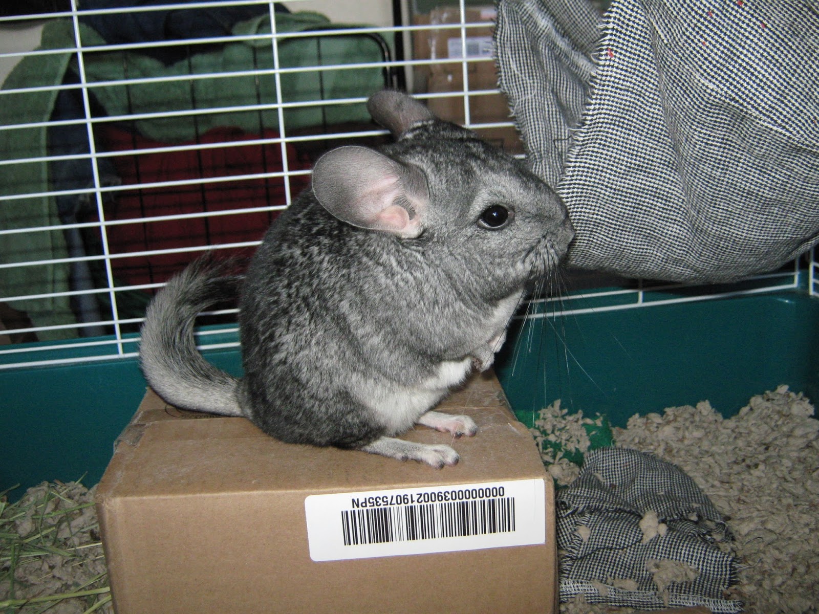 SmallPetsatHome Chinchilla