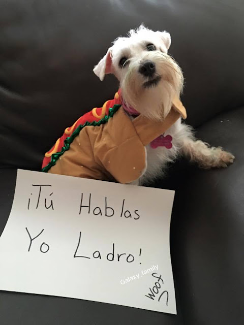 ¿Te imaginas que te diría tu perro si pudiera hablarte?