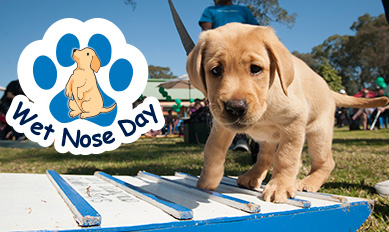 Wet Nose Day 2016 Guide Dogs NSW/ACT Puppy demonstration