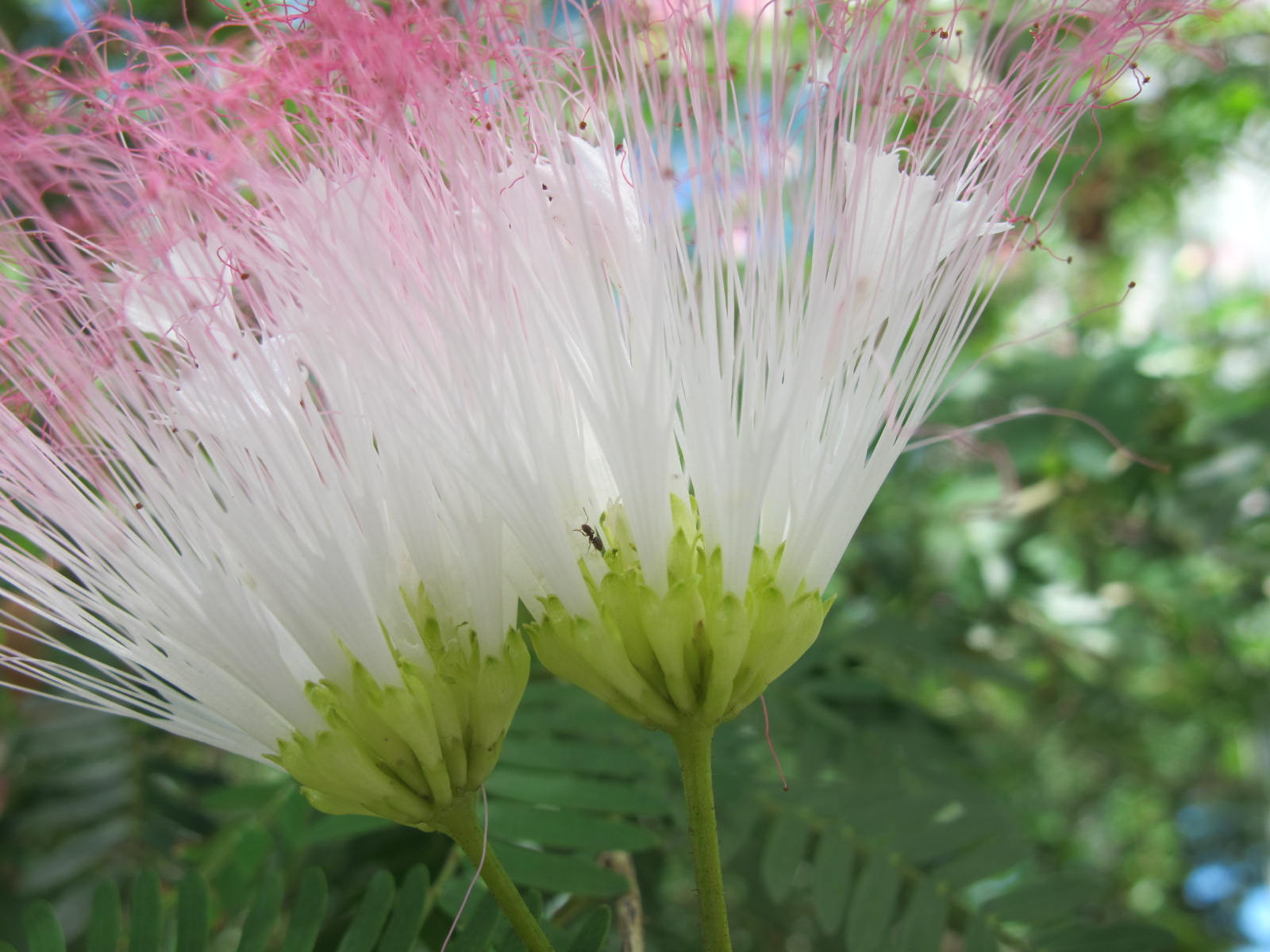 The Flowering plants - Leguminosae - Fabaceae: Fabaceae - Calliandra ...