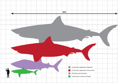 Megalodon-size-scale