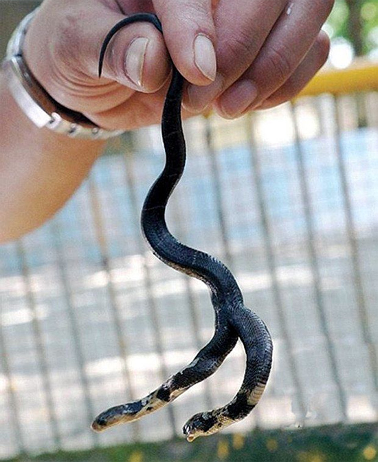 Bizar 2 headed snake from China