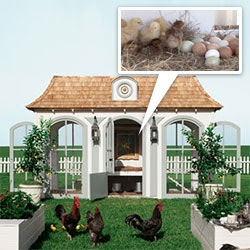 coop chicken raised garden versailles hens neiman bespoke hen trianon chicks marcus heritage petit farm inspired notcot comes