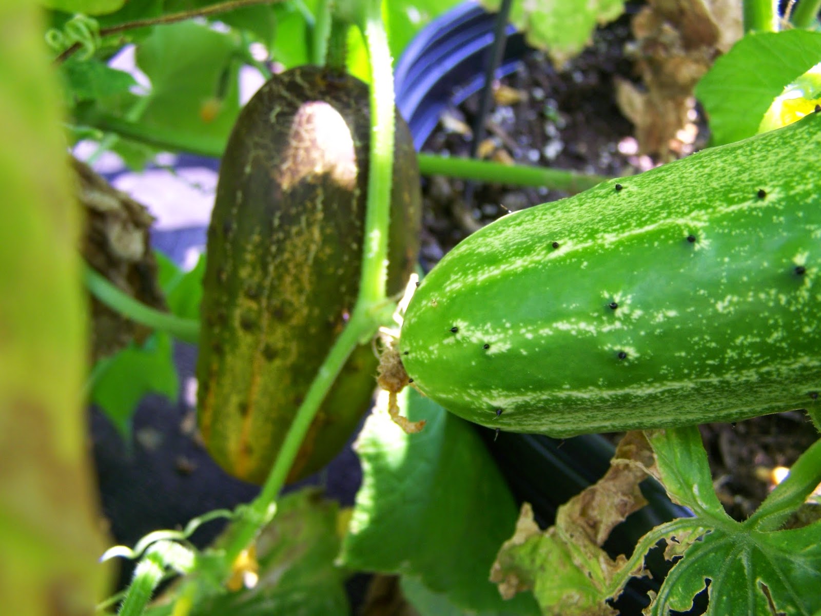 Captive Roots Sikkim Cucumbers in Containers
