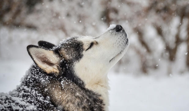 do huskies really like cold