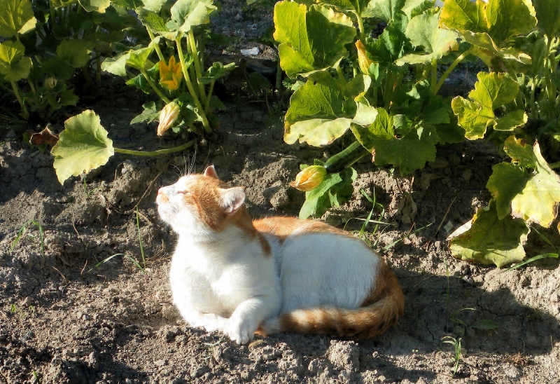 Ma vie de chat par Ama - Alpes de Haute Provence