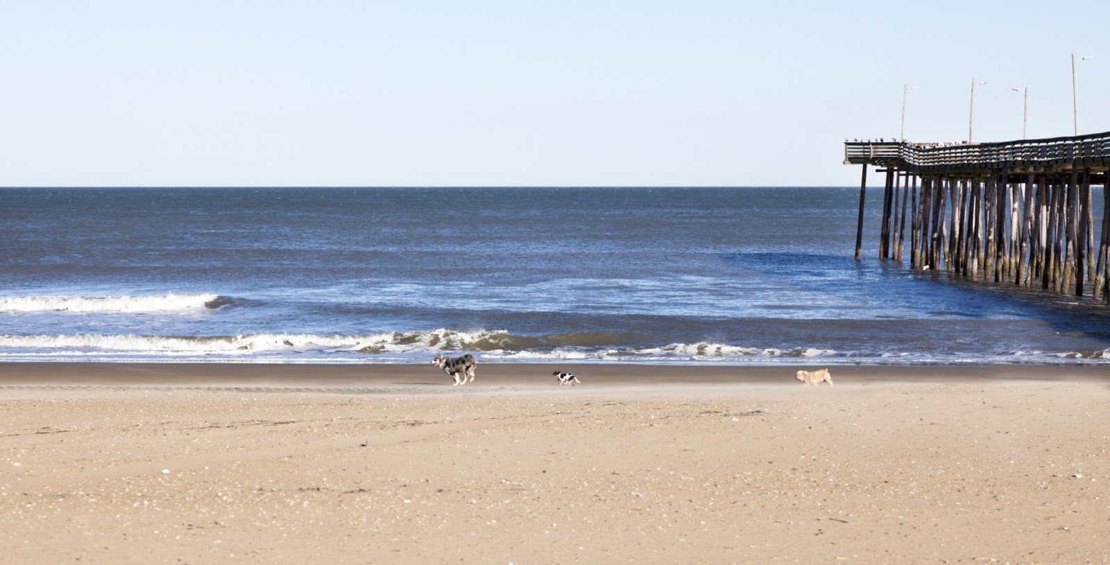 Bay Beagle Rescue In the Beginning