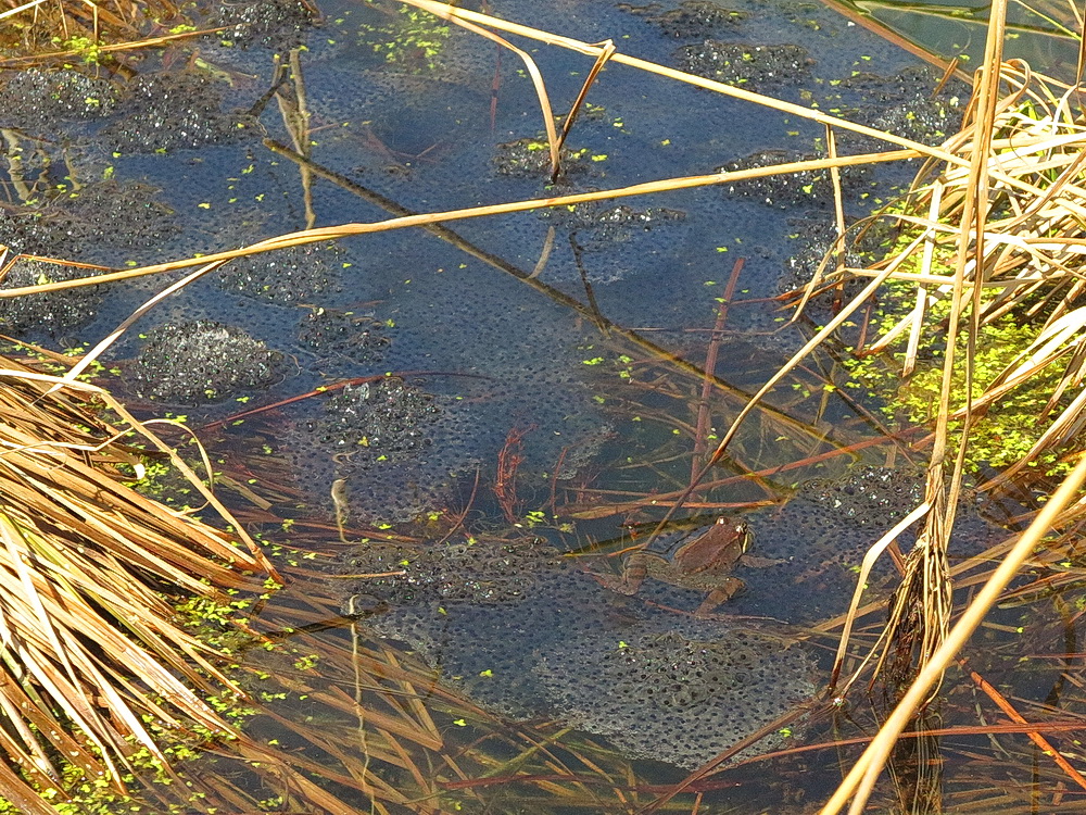 The Joyce Road Neighborhood More Wood Frogs