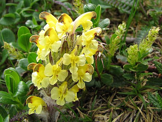 Gnidosz dwubarwny (Pedicularis oederi).