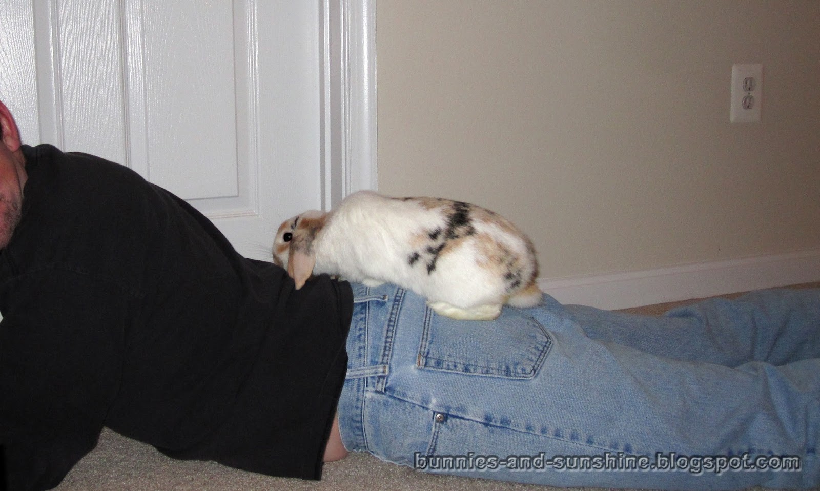 Bunnies and Sunshine Bunny on your back.
