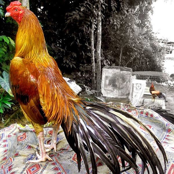 Mengenal Ayam Bangkok Bagus Berkelas Berbagai Macam Gambar Diatas Super