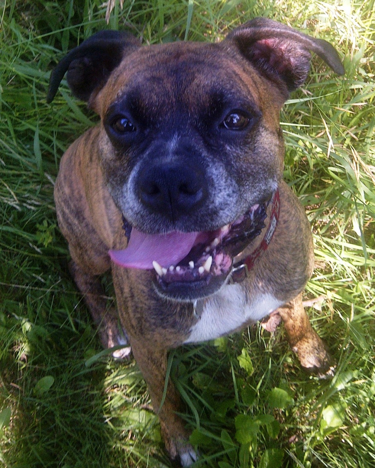 Ottawa Valley Dog Whisperer THE ART OF GREETING IN SILENCE How You