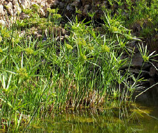 Papiro, Cyperus papyrus Papiro, Cyperus papyrus. propiedades y beneficios del papiro
