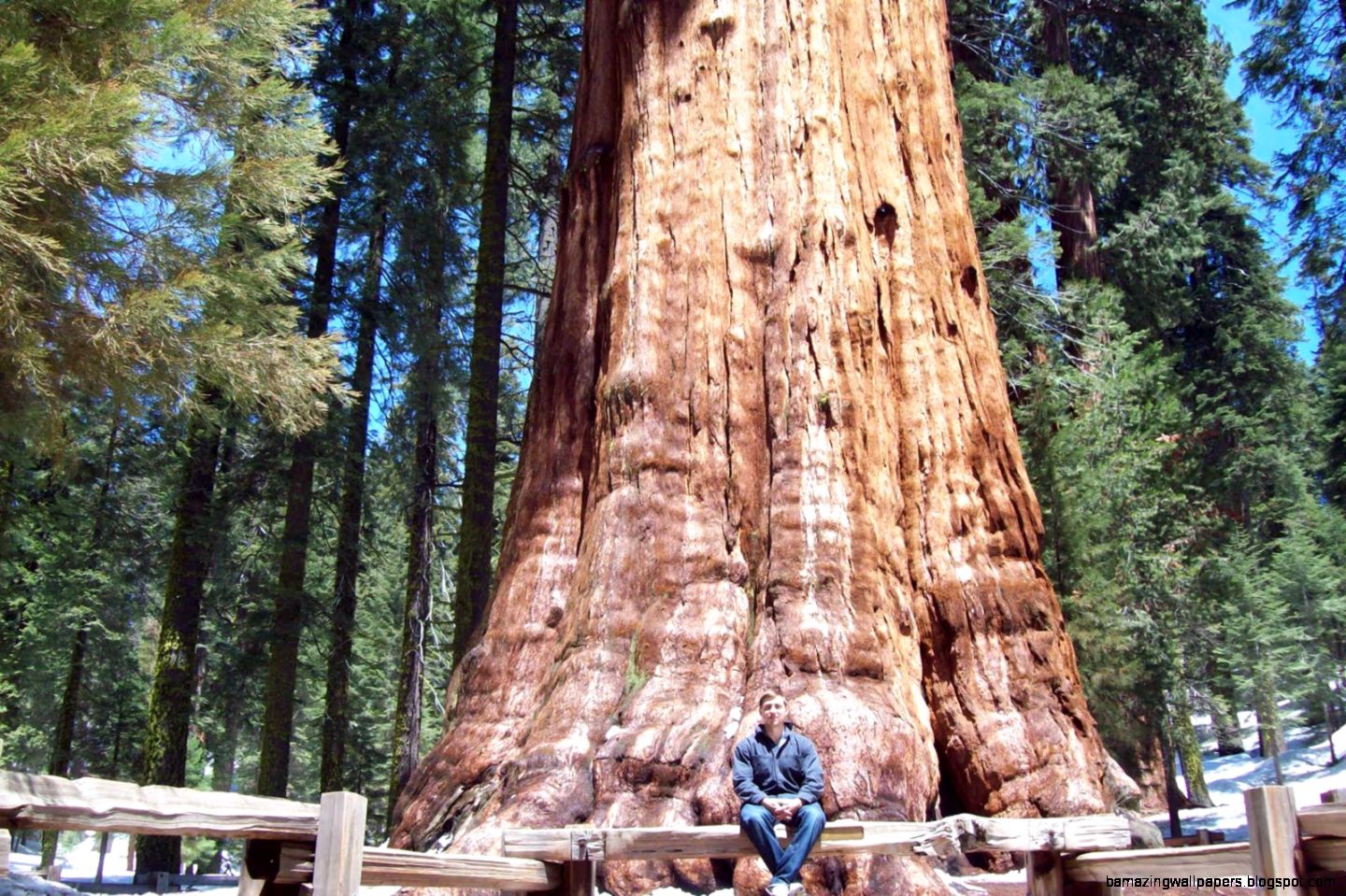 Sequoia National Forest  FITNESS PAIN FREE