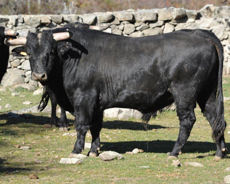 ESPAI TAURÍ Villar de Cañas