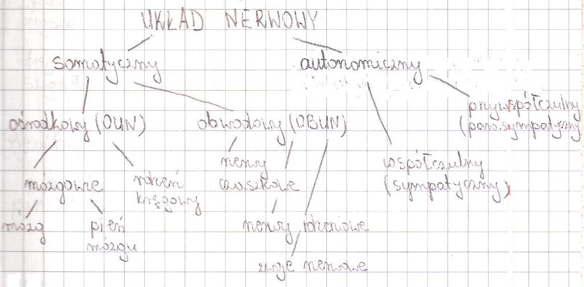 biologia: UKŁAD NERWOWY
