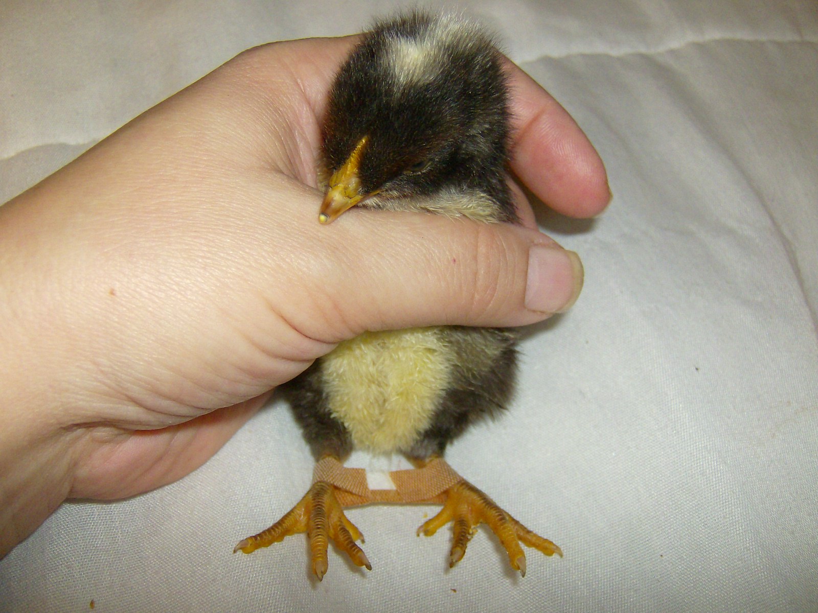 All about raising chickens! Splayed leg chicken and how to fix it
