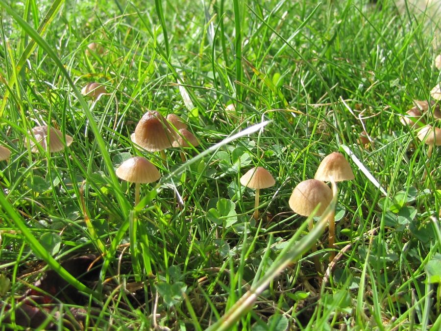 fungi-nz-lawn