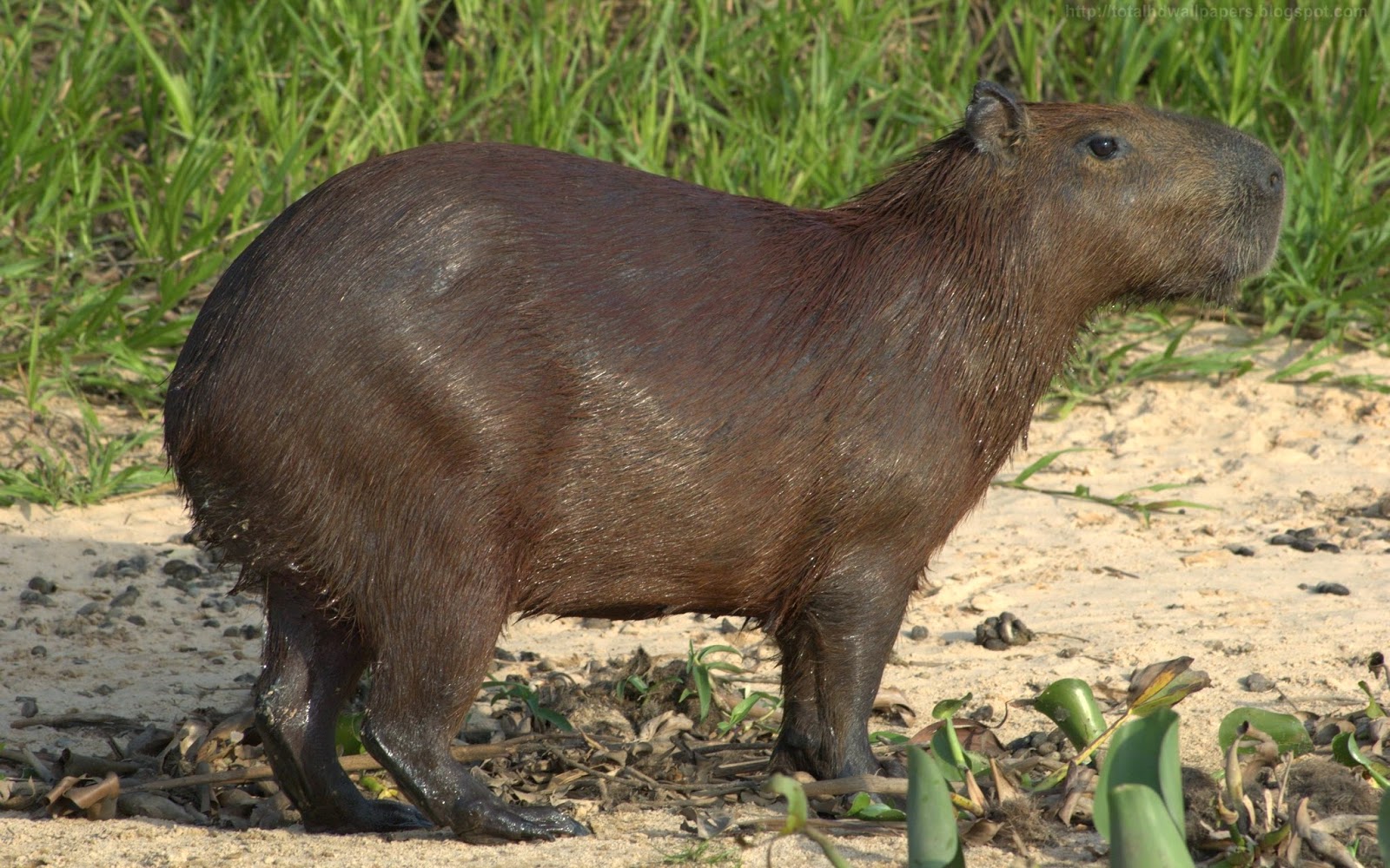 Capybara Pictures 56