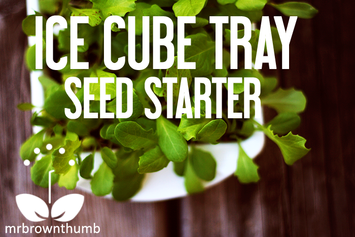 Ice cube seed tray seed starter