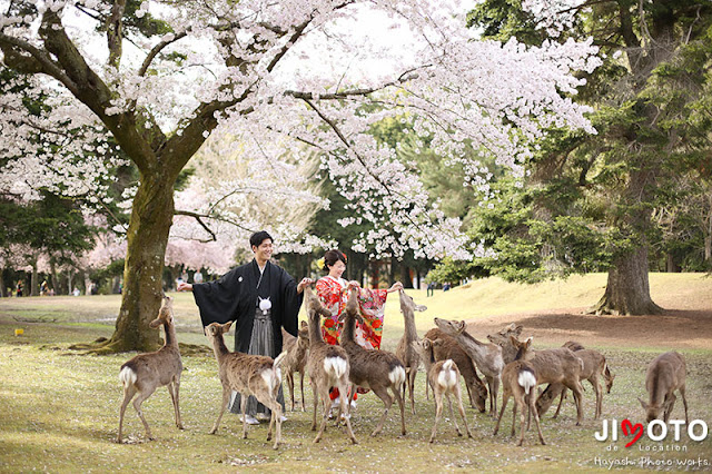 奈良桜ロケーション撮影