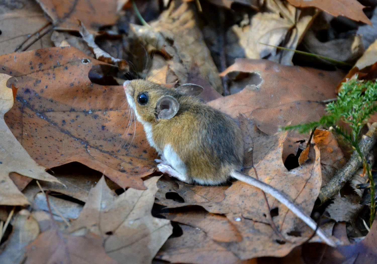 Woods Walks and Wildlife Mouse Relocation