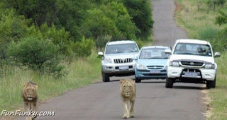 Leões No Meio Da Estrada