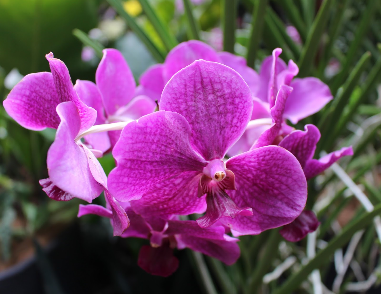 Chutes in Qatar Singapore Orchids!