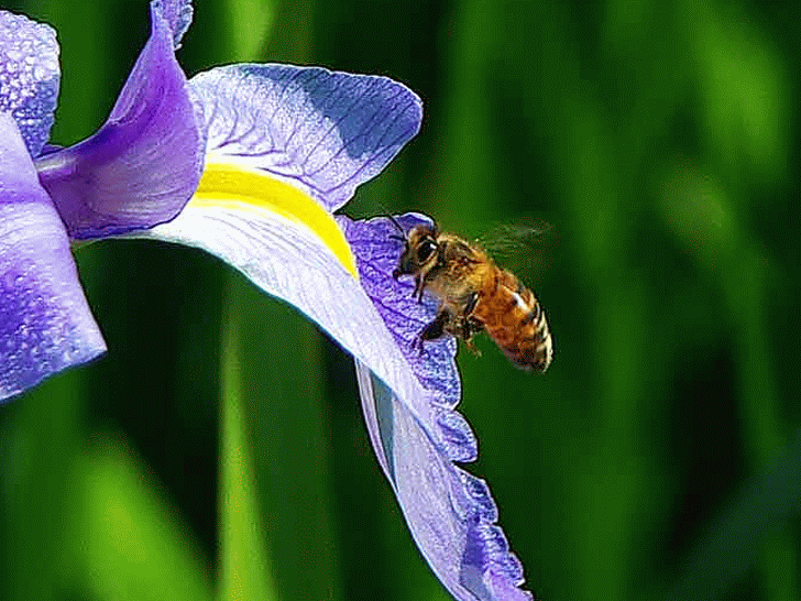 bee in flight, purple iris blossom, Motion GIF