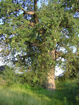 Drzewo baobab, zdjęcie