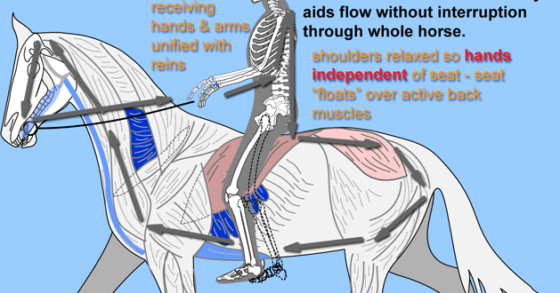 Why Horse Riding Should Be Considered As A Sport Horse Rider