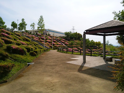 【枚方市・津田サイエンスヒルズ】空見の丘公園のつつじ 【枚方市・津田サイエンスヒルズ】空見の丘公園のつつじ