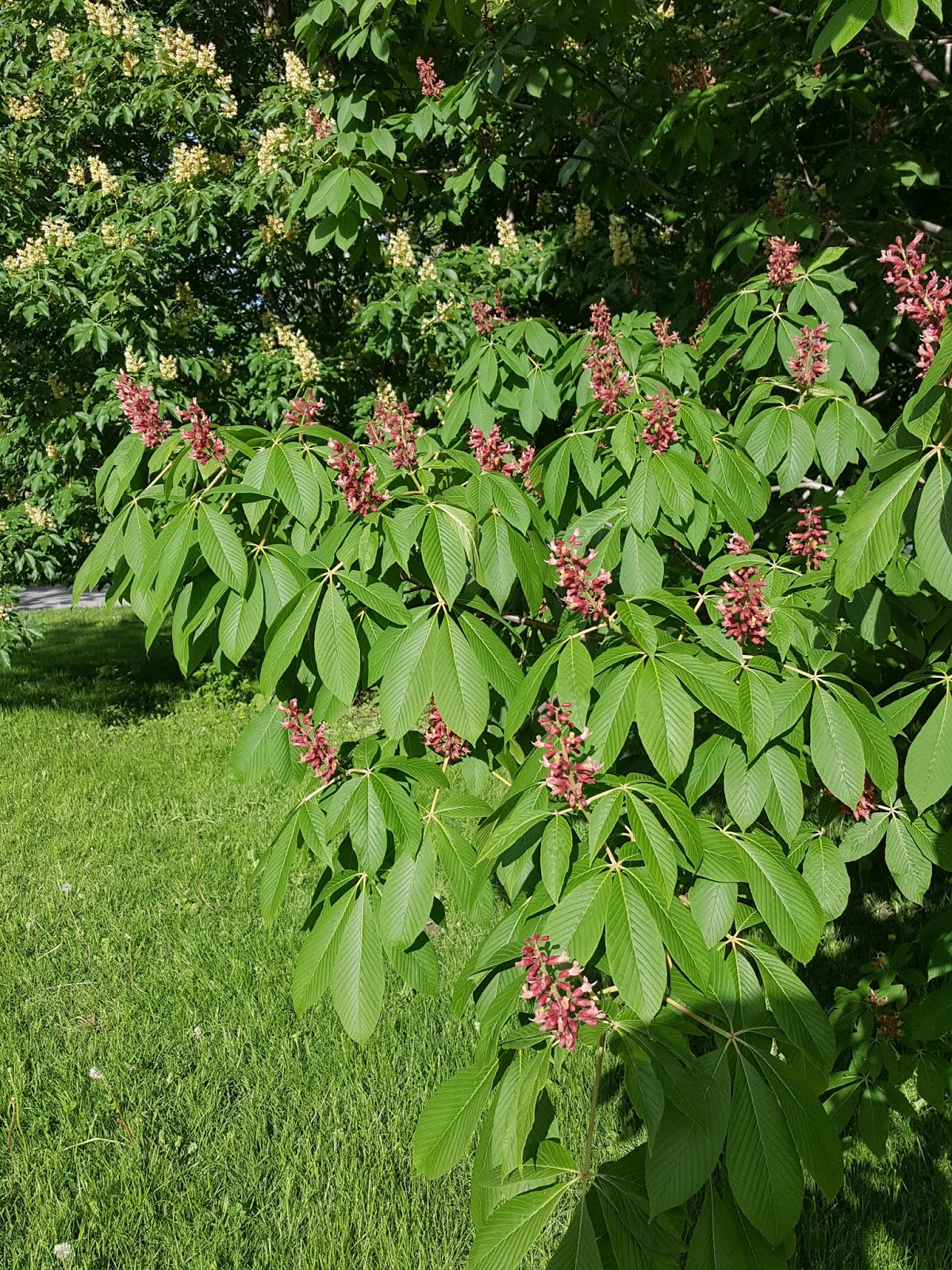 Surveys Reveal A Complex Association Of Phytoplasmas And Viruses