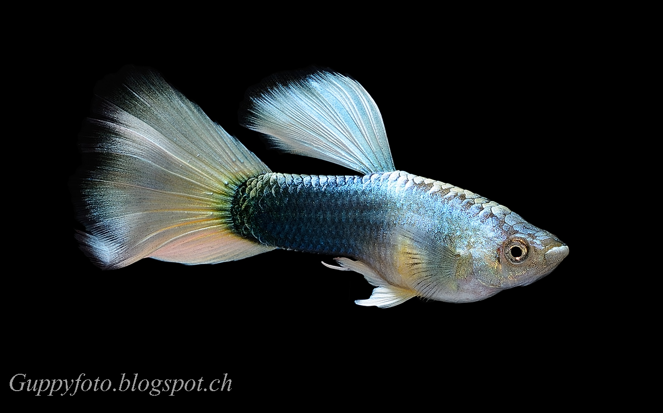 Guppyfoto: Moscow Halfblack-white Guppy
