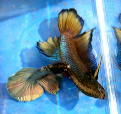 Gambar 7 Ikan Cupang Terbesar Didunia Aneh Unik Betta Fish World di