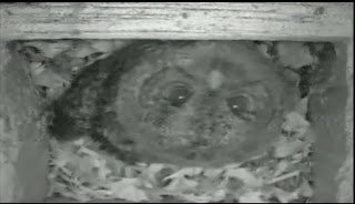 Eastern Screech Owlet in Nest Box - Last one Out