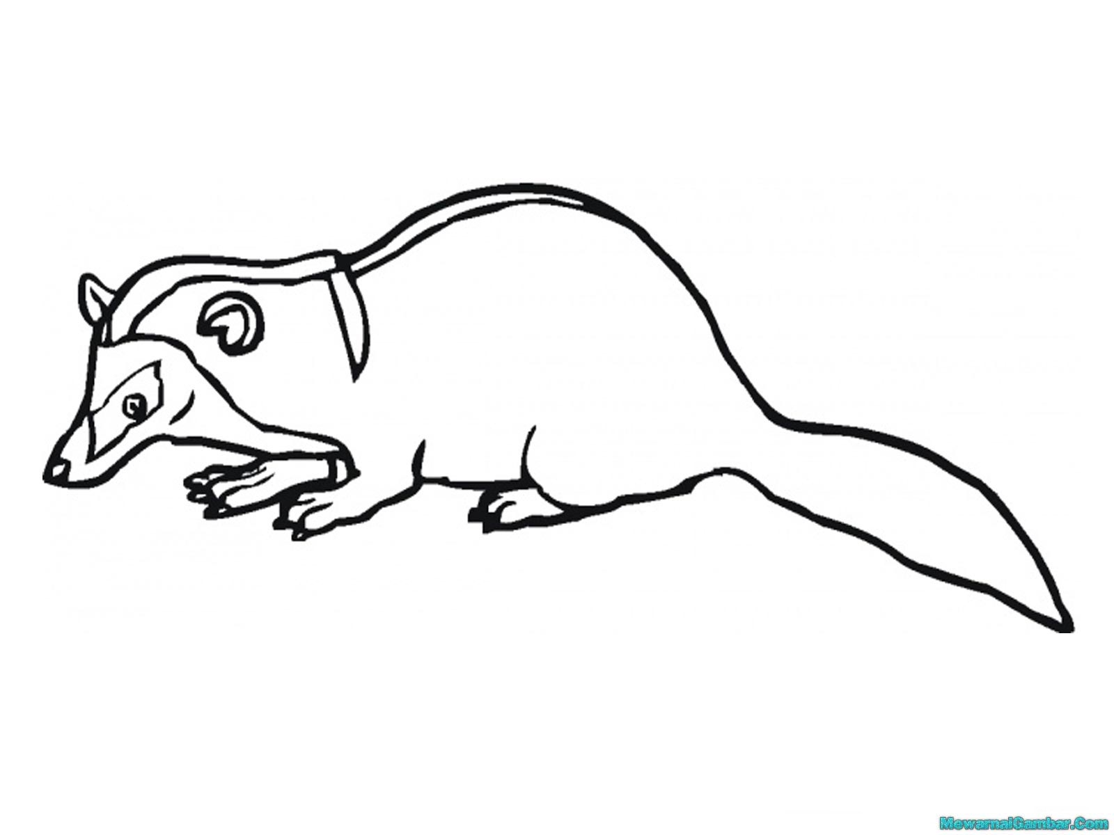 840 Koleksi Gambar Sketsa Hewan Musang Gratis Gambar Hewan